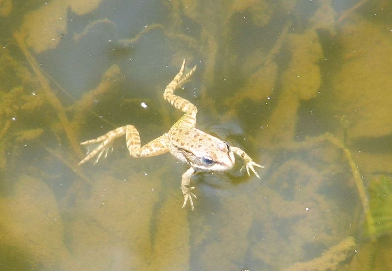 2010 04 Plantes sauvages comestibles 11